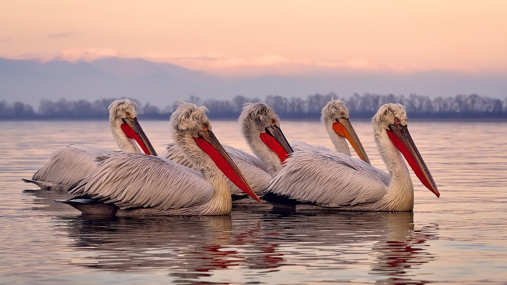 开云网址入口-“篮球+阅读”公益活动在全国多地同步展开，推动文化育人，篮球公益课流程