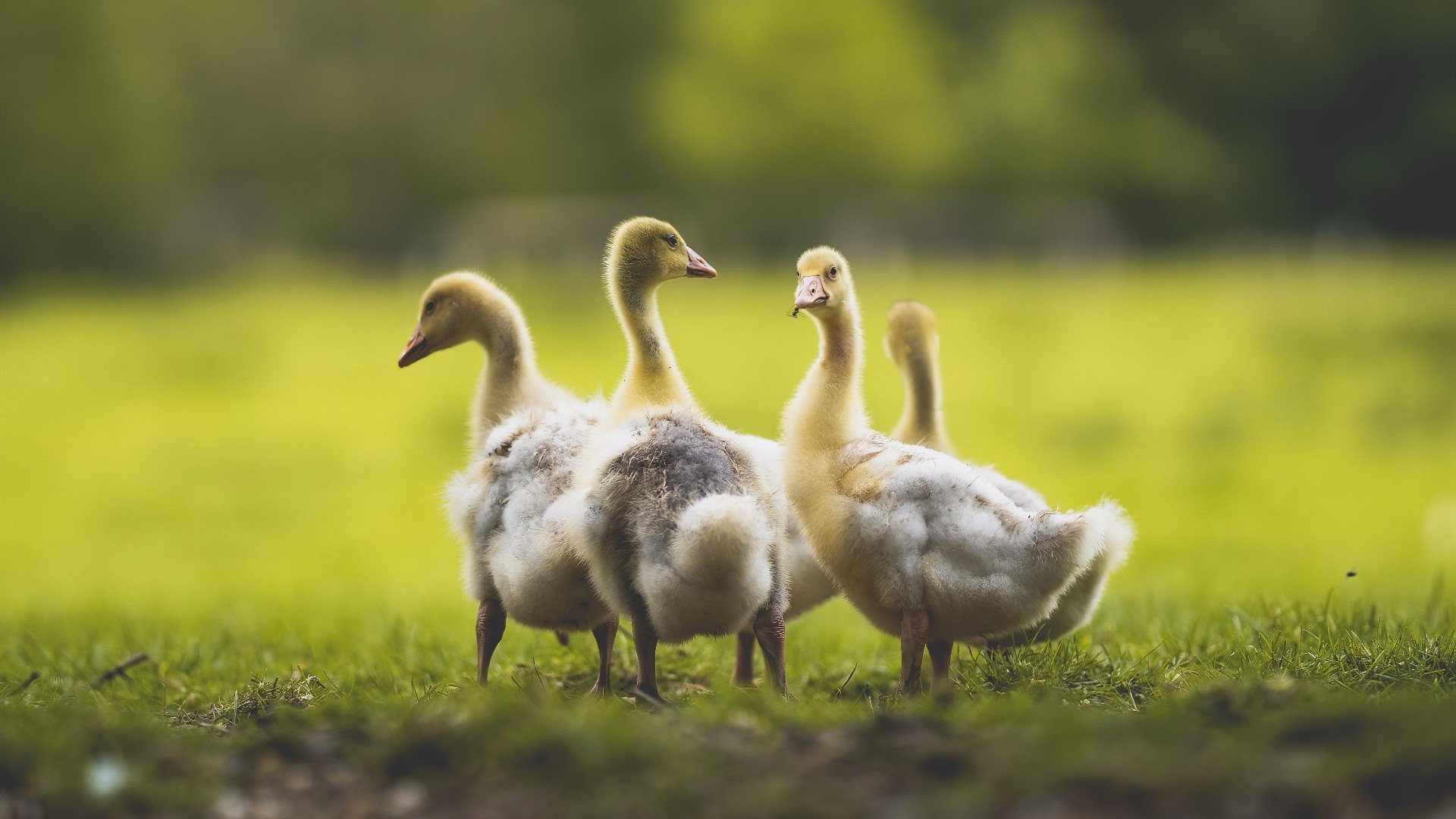 哥伦比亚骑手胡利安娜·古铁雷斯在2024年巴黎奥运会盛装舞步比赛中取得第25名,展现出色表现。